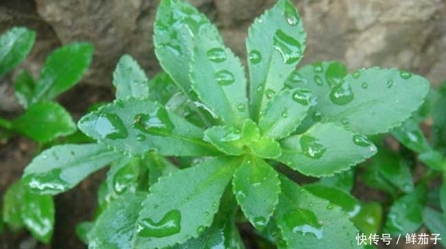 这种能抗肿瘤的野菜,随割随长,亩收达6万,成农民的“摇钱树”