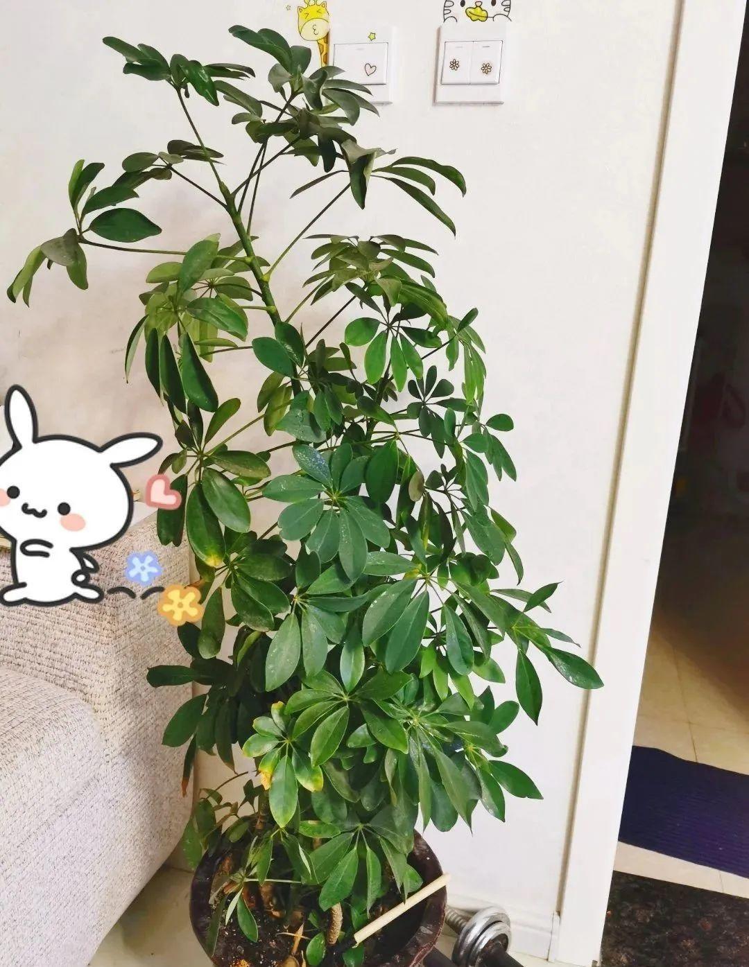 鸭掌木|15种大型绿植,净化空气除异味,摆客厅太气派!