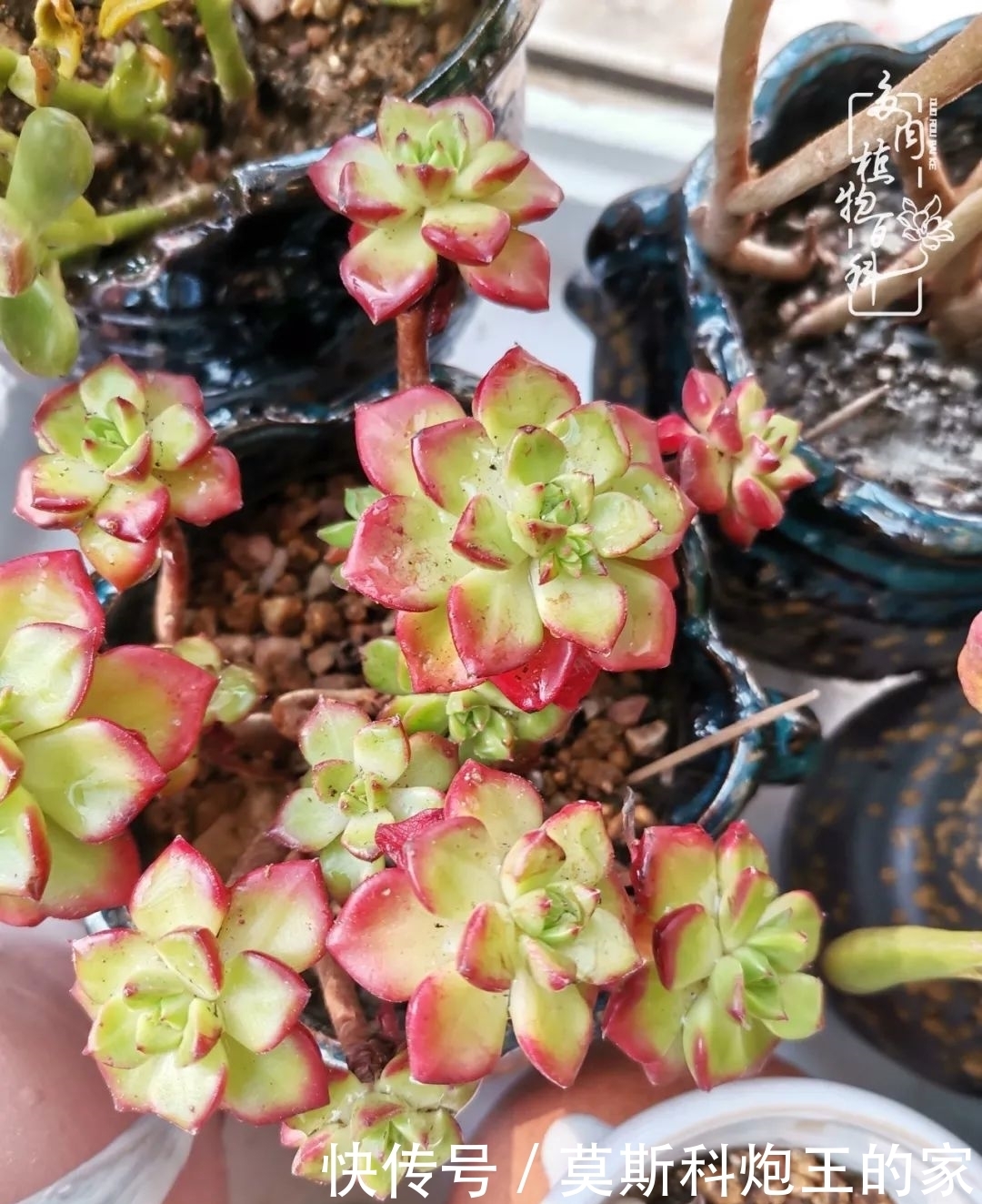 回顾令人难忘的2020年!2021,我定不负美肉不负众望!