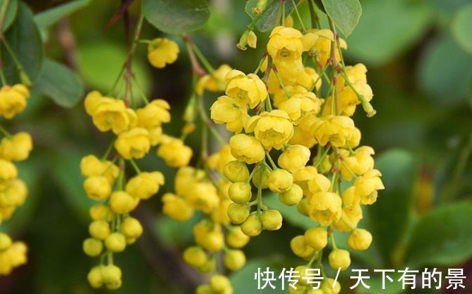 黄叶|米兰花夏季不好养，黄叶还掉花苞，是3点没做好，及时改变