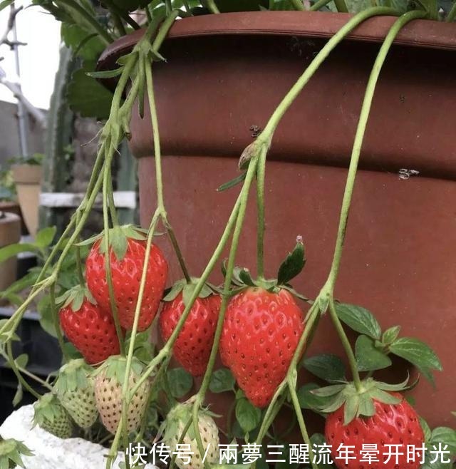 2种“水果”，特别好种，阳台养1盆，果子甜又多，好吃又营养