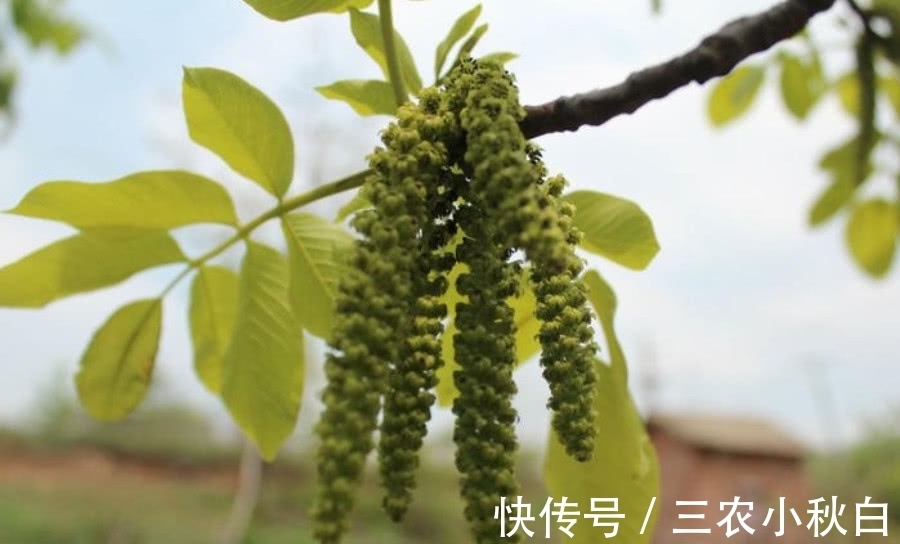 野菜|这种植物人称“长寿菜”，城里很难吃到，在山区却是一道家常菜