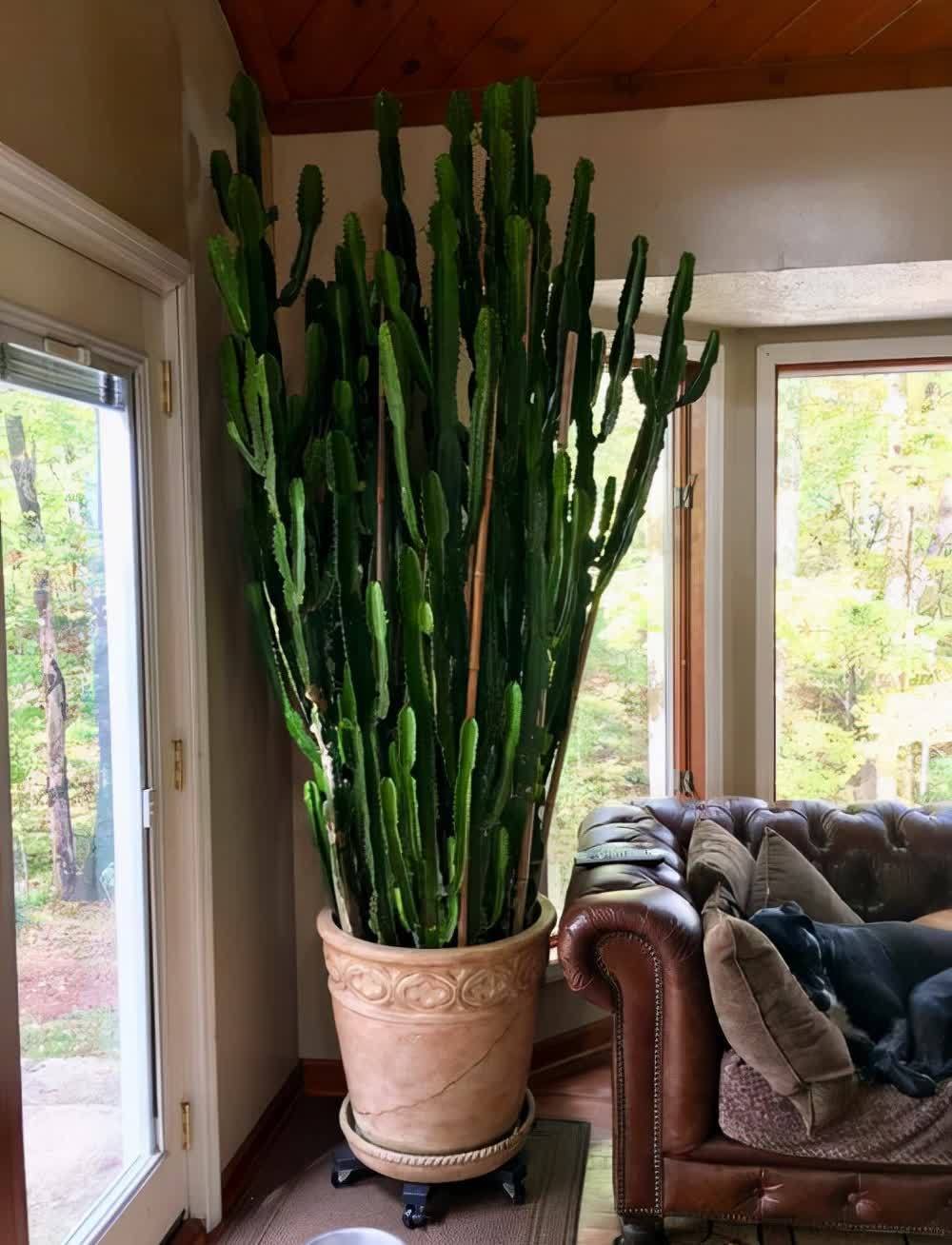 20种吉利大盆栽，客厅放一盆，吸收废气去异味，寓意好更养人