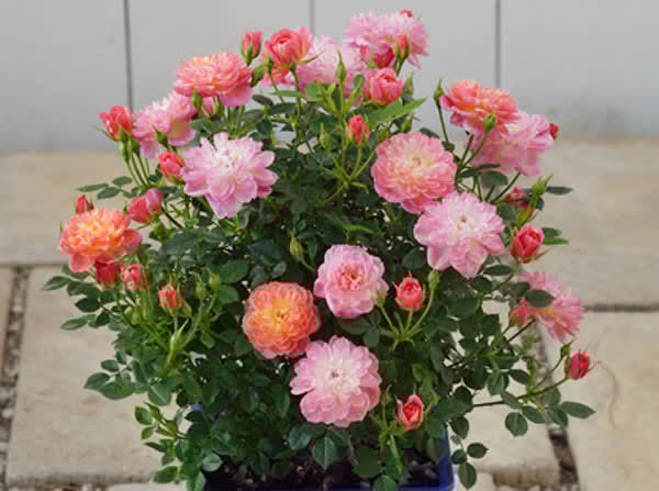 3款花又美又香,花朵超漂亮,一年开花多次,养护容易,值得拥有