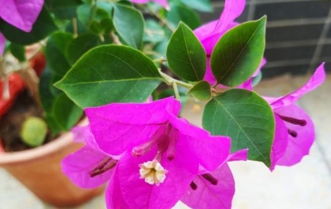 给花草进行卫生大扫除,就用3个方法,干干净净过大年