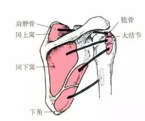 冈下肌|上肢肌肉的解剖，功能、起止点，介绍！（干货收藏）