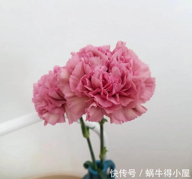 花友来稿｜翩翩蝴蝶花还能开180天？看完文章你也可以