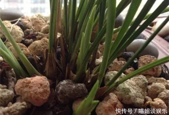 它是天然“生根剂”,给花浇一点,根系壮猛发芽!