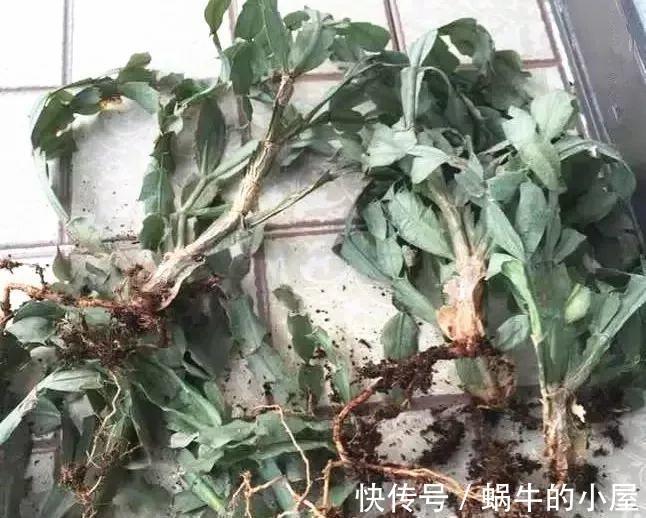 休眠|8种“漂亮花”,就怕暴雨天,淋雨就烂,赶紧搬到屋里去