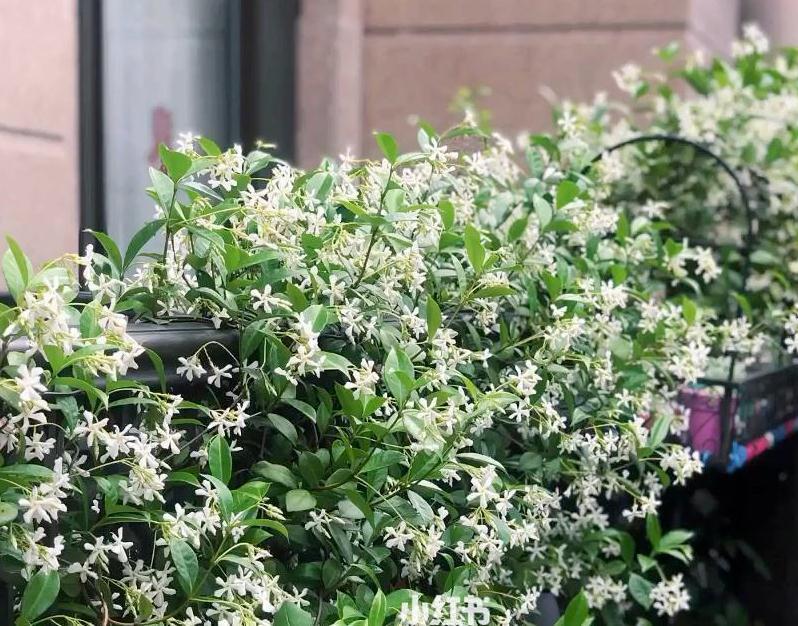 90岁老爷爷为初恋种了满院的茉莉,每次开花,就会引来路人观望