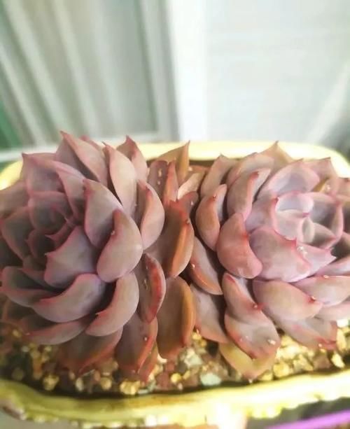 补光灯下的多肉，粉嫩至极，原来在室内阳台，也能养得这么好