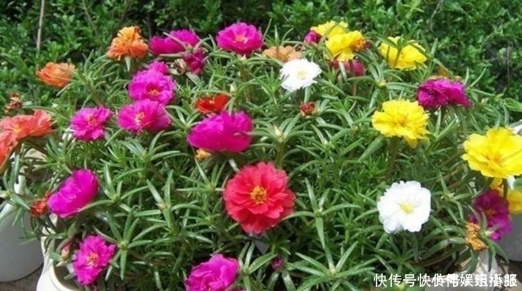 太阳花|4种花现在入手刚刚好，沾土就活，轻松开爆盆，四季有花赏