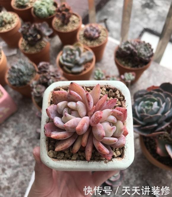 多肉怎么养才不死?加大颗粒比重,控制浇水量,指定养不死