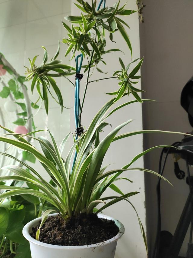 谁说吊兰只能吊着养，打破常规，养出独特优美的精致吊兰