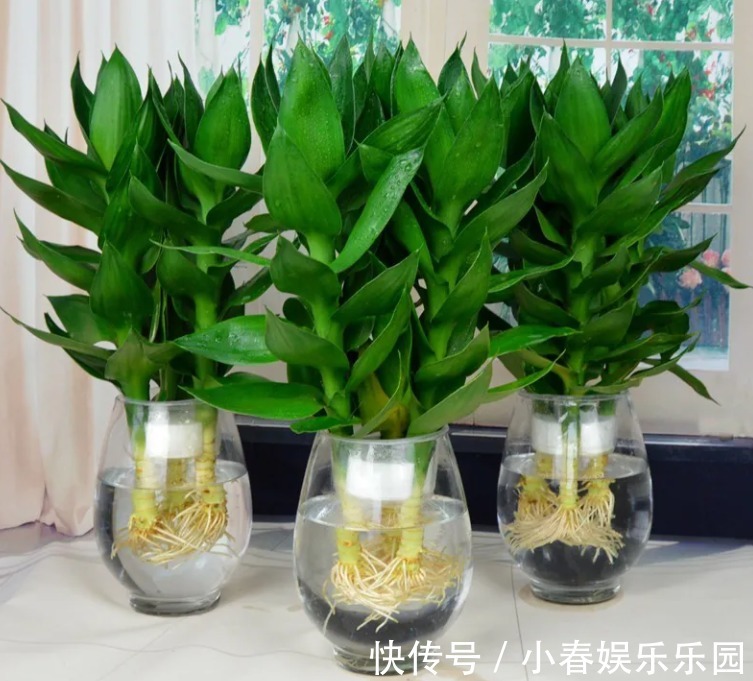建议爱花人:客厅别养富贵竹了,这一盆栽更值得养,寓意是真好