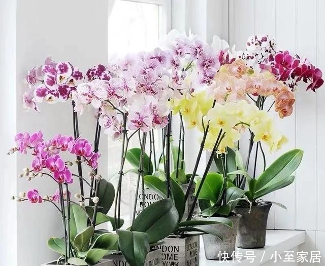 观赏价值|适合冬天养的12种花,家里养几盆,生机盎然,美如仙境!