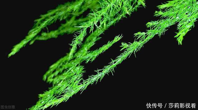 客厅2种花,别养成“巨无霸”,我家的已经处理了