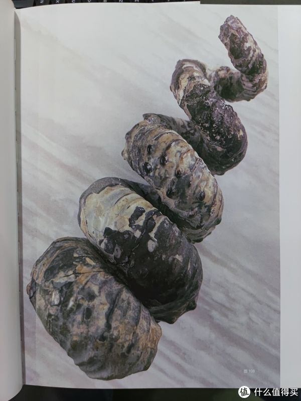 图书馆#图书馆猿の2021读书计划60：《灭绝与演化：化石中的生命全史》