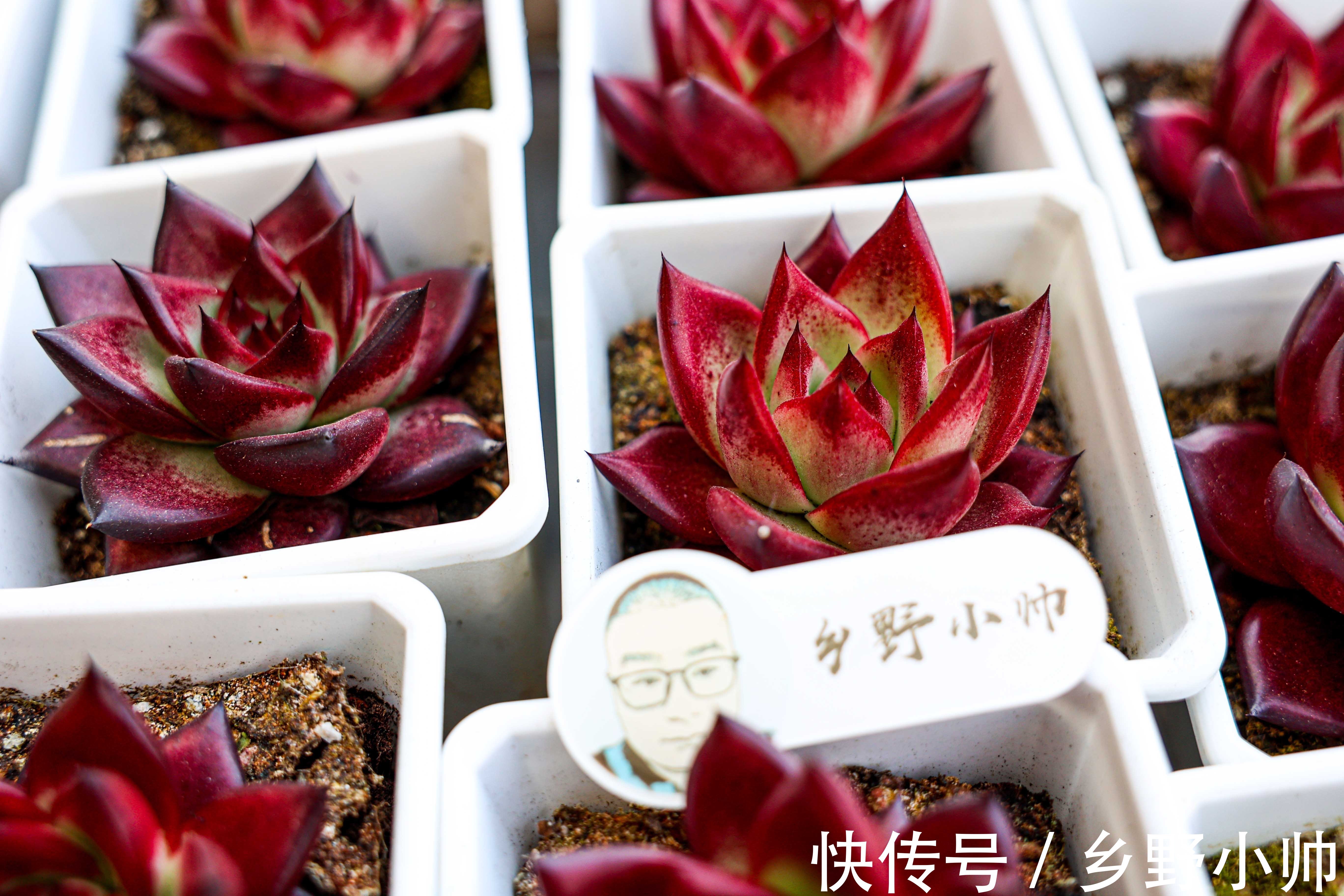 多肉界的“肉坚强”,零下十几度也不怕,冬天照样好养活