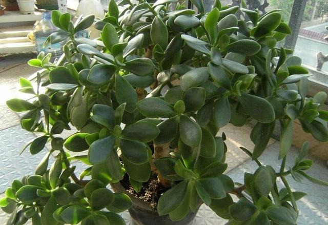 这“3种”花最爱油烟机的“脏油”,盆里挖洞倒1点,蹭蹭长半年!