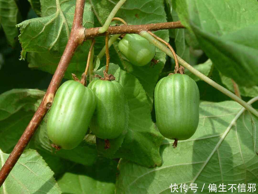 女人皮肤暗沉、长斑,不要急,1种水果常吃,美白淡斑又能调气血