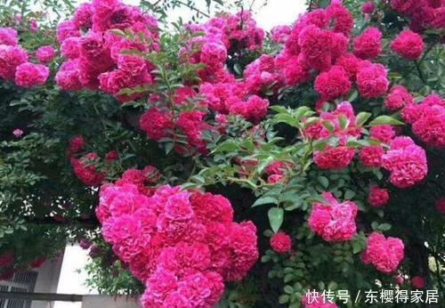 甜蜜红木香|忘了月季吧！此花更美更香更好养，是阳台盆栽佳品
