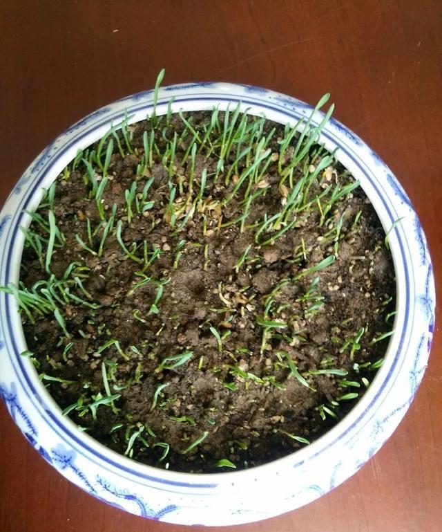 丢一把种子到水里,7天冒出小森林,越热越长个!绿植盆栽不用买