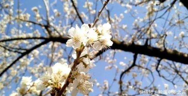 中年|春天的脚步近了，泸定的樱桃花开了，花期较短，速去！