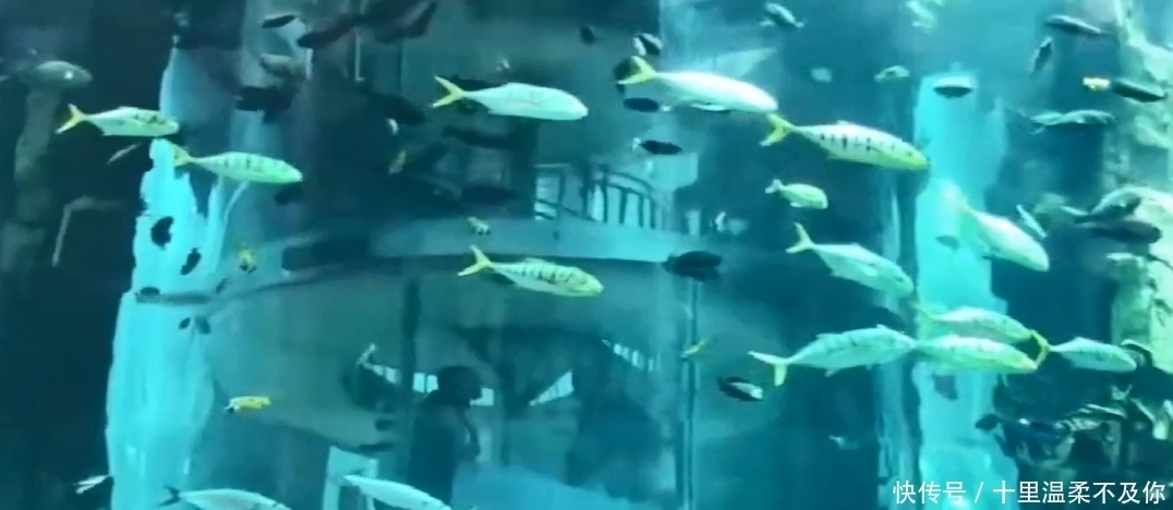 足足有八层楼那么高的鱼缸,堪称小型生物圈,破了可咋整?