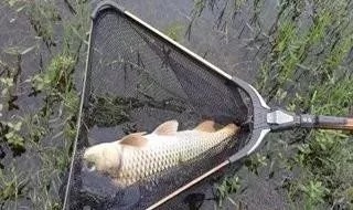 秋末钓鱼,钓“深”还是钓“浅”?选错就是浪费时间去喂鱼