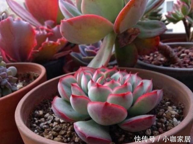 天冷温差大,多肉花月夜叶缘为什么不红?掌握3个方法叶边红起来