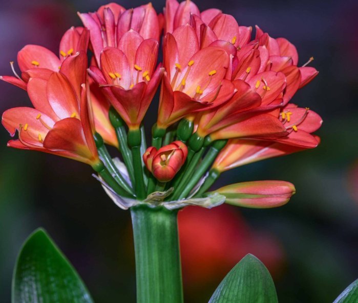 镇宅|“4种花”养家里,不仅能净化空气,还能旺财镇宅好