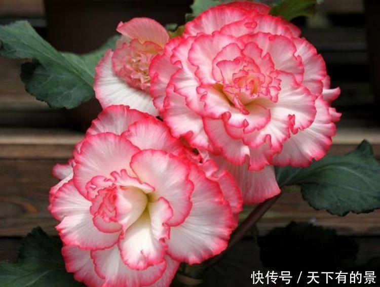 超漂亮的4种花,养上一盆,高端大气上档次