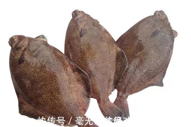 道口子|入秋后,如果不差钱,记得给孩子吃5种深海鱼,DHA含量高