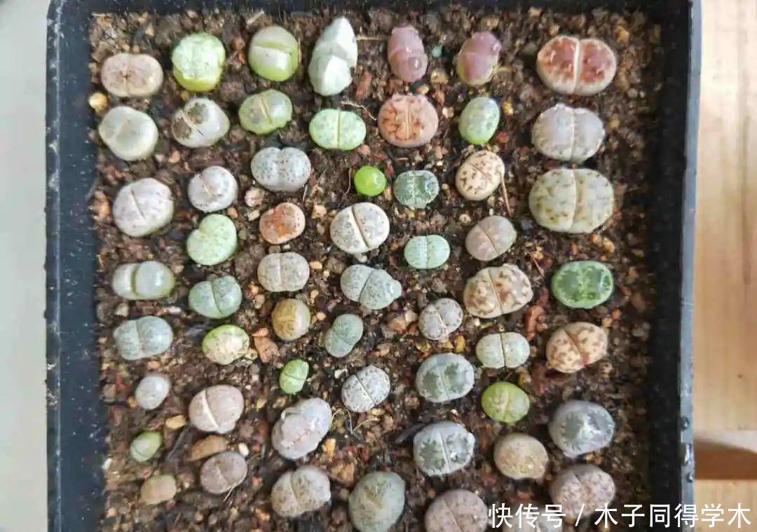 刚开始养多肉很嫌弃,后来越养越爱,打脸实录