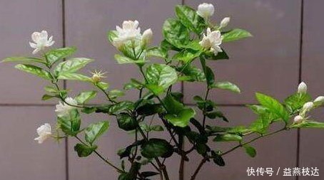 修剪|养花就养它,漂亮好养花期长,阳台摆一盆清香四溢,睡眠好