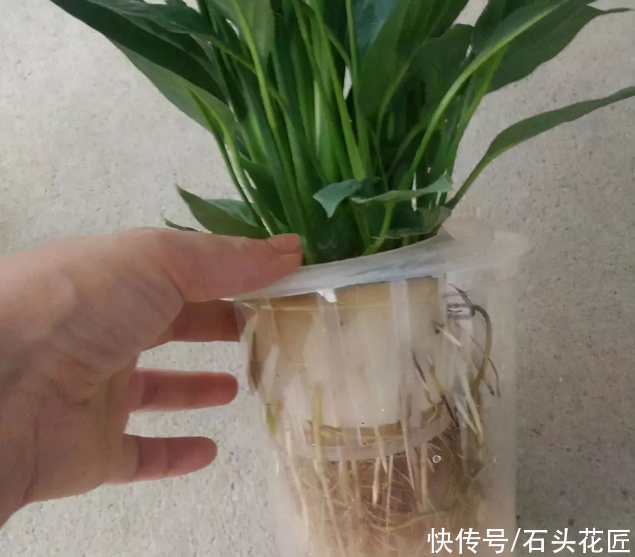 都说冬天要“少浇水”，家里有“4种花”要勤浇水，预防黄叶