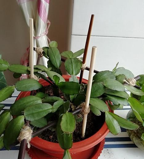 如何判断花卉缺水?教你一个小技巧,浇花不黄叶不烂根!