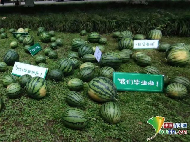 礼物|高校毕业礼物馋哭网友：6000斤西瓜，3000斤樱桃……