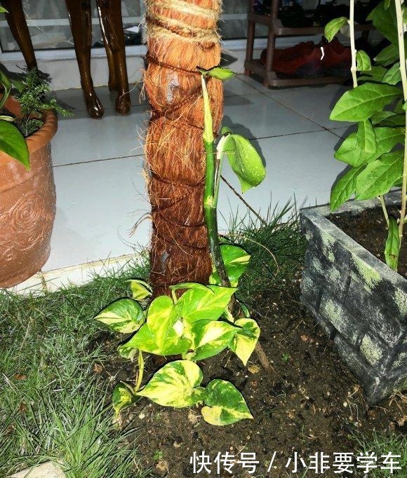 绿萝养久了,居然变成了龟背竹,还开背了!