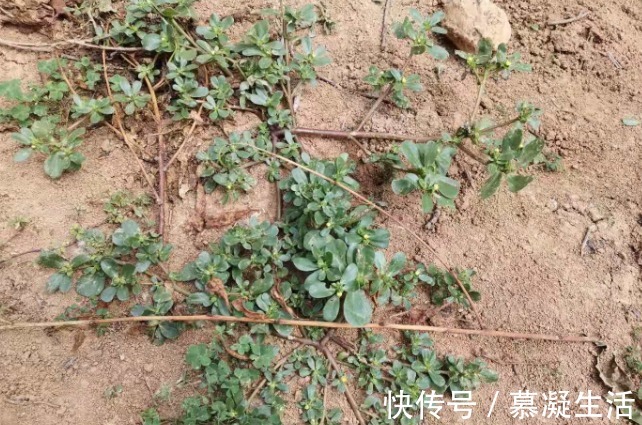 吃法|68种野菜图片，教你认识不同的野菜和吃法，你想要的野菜这里都有