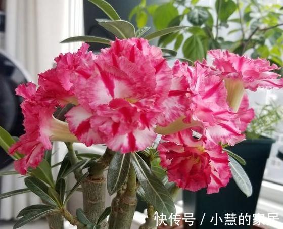 沙漠玫瑰怎么养,掌握这四点技巧枝叶翠绿花苞多