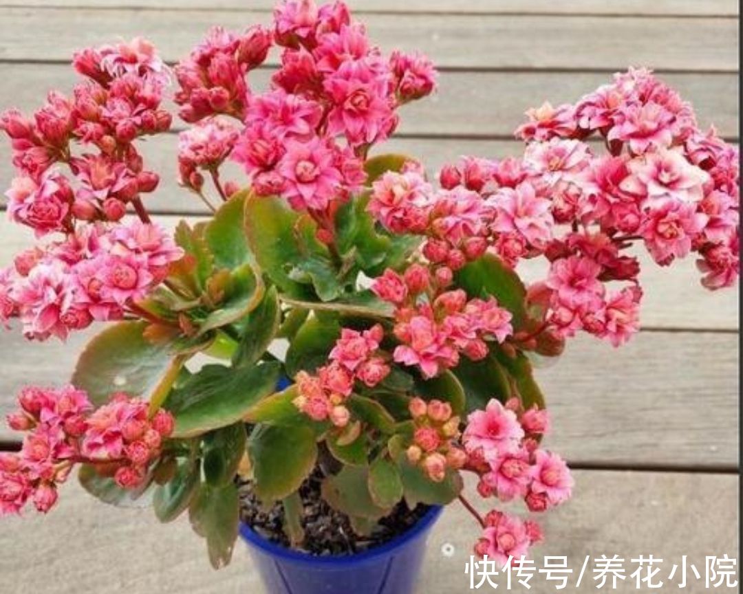 适合冬天养的5种花,好养易活,开花还漂亮