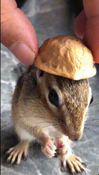 |搞笑GIF:你明天可以不用来了,居然挡道!