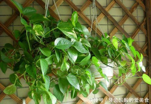 花花|卧室养花选它，人养花花也养人，空气清新改善睡眠，值得拥有！