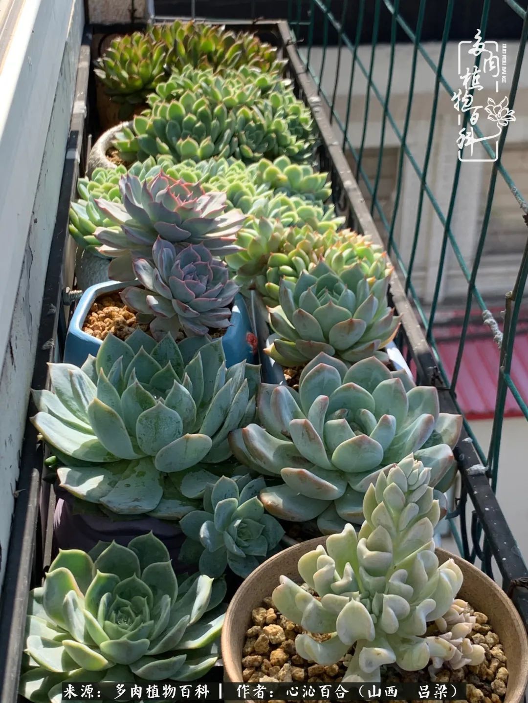 夏季的多肉,绿色才是主色调!努力呵护,期待绽放的那一刻!