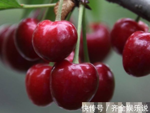 白扁豆|湿气太重不想动常吃4类祛湿食物，不仅排出湿气，还能去水肿