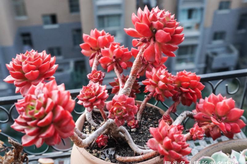 多肉|多肉蒂亚徒长夏天也能砍头,但要注意这四个细节才能成功爆侧芽