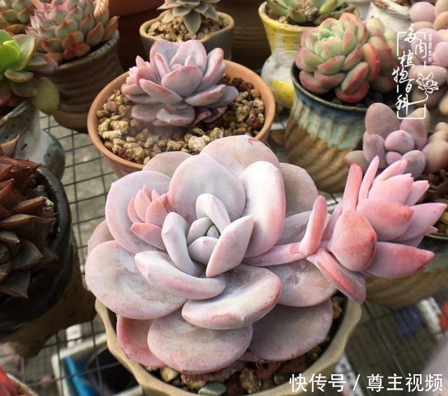 百科|养多肉三年多,初见惊鸿!累并快乐着!养多肉三年多,初见惊鸿!累并快乐着!