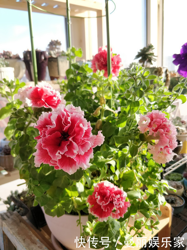 光照|新手养花选这种，好养易活，花美似牡丹，全年开花不停，值得入手